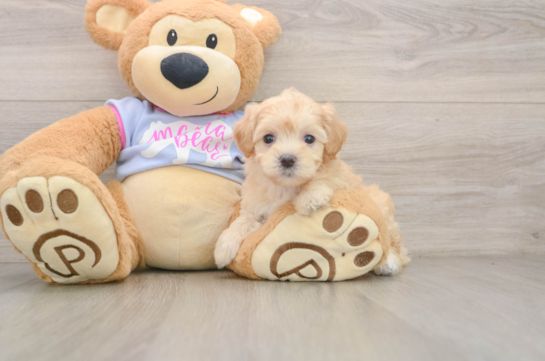 Best Maltipoo Baby