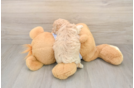 Maltipoo Puppy for Adoption