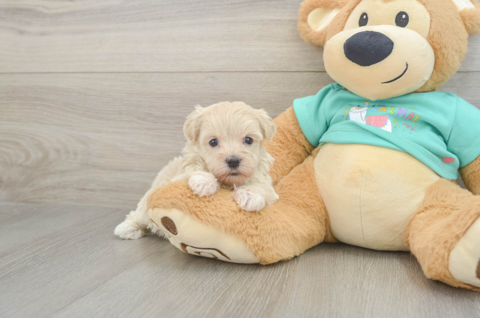 5 week old Maltipoo Puppy For Sale - Seaside Pups
