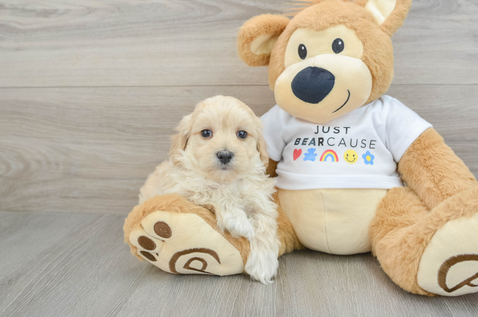 6 week old Maltipoo Puppy For Sale - Seaside Pups