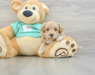 8 week old Maltipoo Puppy For Sale - Seaside Pups