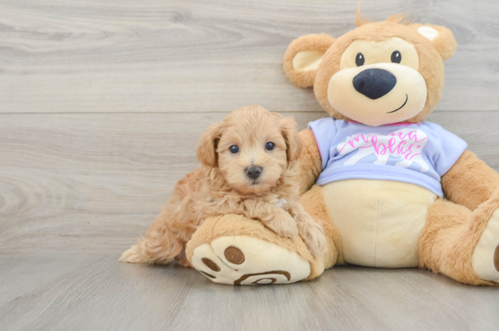 5 week old Maltipoo Puppy For Sale - Seaside Pups