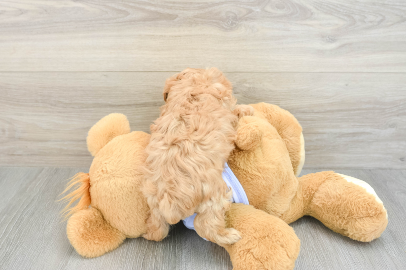 Meet Giovanni - our Maltipoo Puppy Photo 2/3 - Seaside Pups