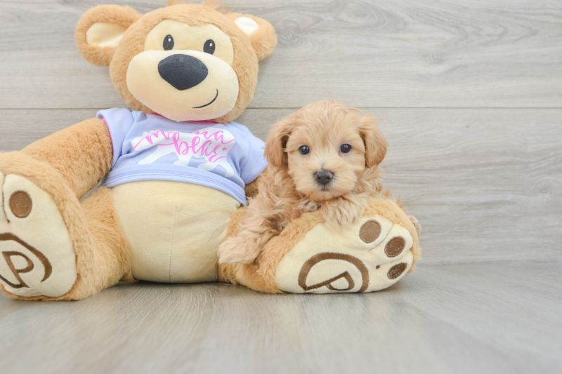 Meet Giovanni - our Maltipoo Puppy Photo 3/3 - Seaside Pups