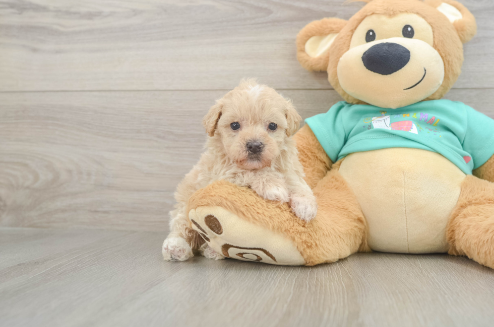 5 week old Maltipoo Puppy For Sale - Seaside Pups