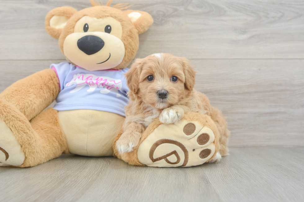 5 week old Maltipoo Puppy For Sale - Seaside Pups
