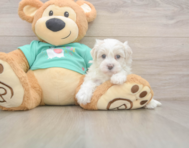 8 week old Maltipoo Puppy For Sale - Seaside Pups