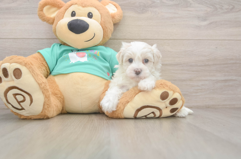 5 week old Maltipoo Puppy For Sale - Seaside Pups