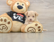 7 week old Maltipoo Puppy For Sale - Seaside Pups