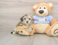 8 week old Maltipoo Puppy For Sale - Seaside Pups