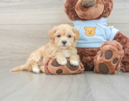 8 week old Maltipoo Puppy For Sale - Seaside Pups