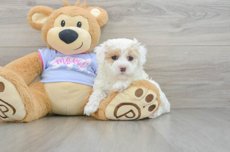 5 week old Maltipoo Puppy For Sale - Seaside Pups