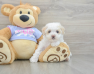 8 week old Maltipoo Puppy For Sale - Seaside Pups
