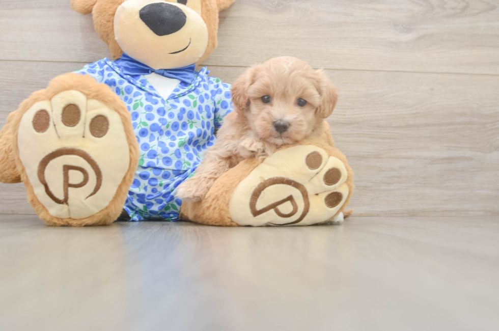 5 week old Maltipoo Puppy For Sale - Seaside Pups
