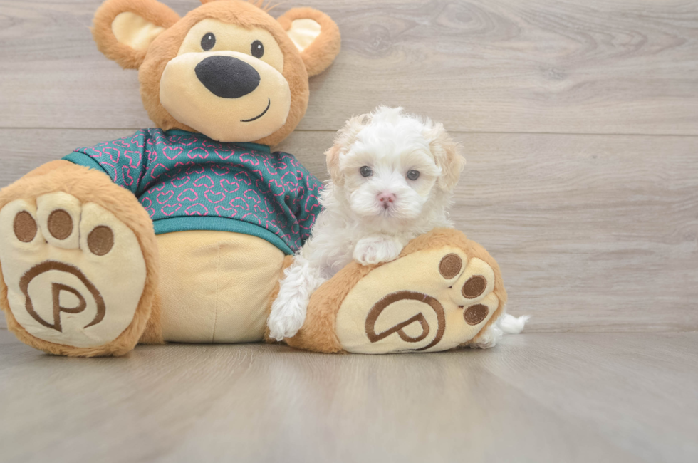 5 week old Maltipoo Puppy For Sale - Seaside Pups
