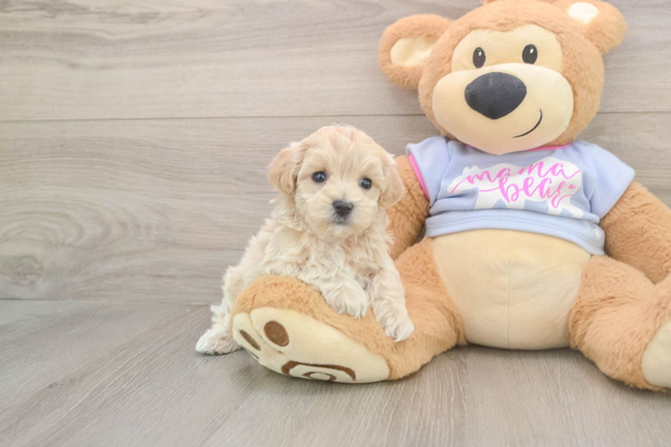 Popular Maltipoo Poodle Mix Pup