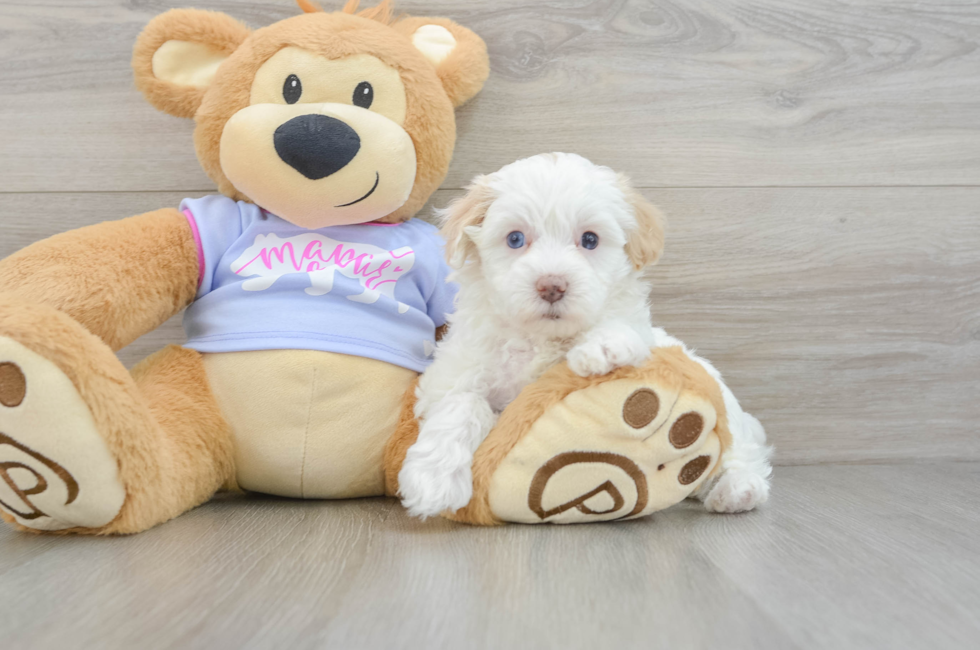 5 week old Maltipoo Puppy For Sale - Seaside Pups