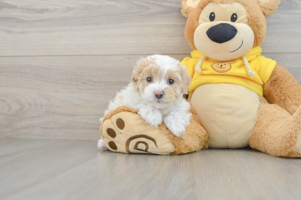 5 week old Maltipoo Puppy For Sale - Seaside Pups