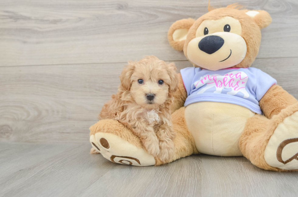5 week old Maltipoo Puppy For Sale - Seaside Pups