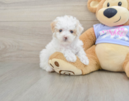 8 week old Maltipoo Puppy For Sale - Seaside Pups