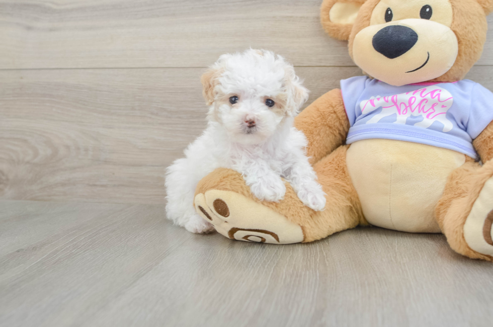 5 week old Maltipoo Puppy For Sale - Seaside Pups