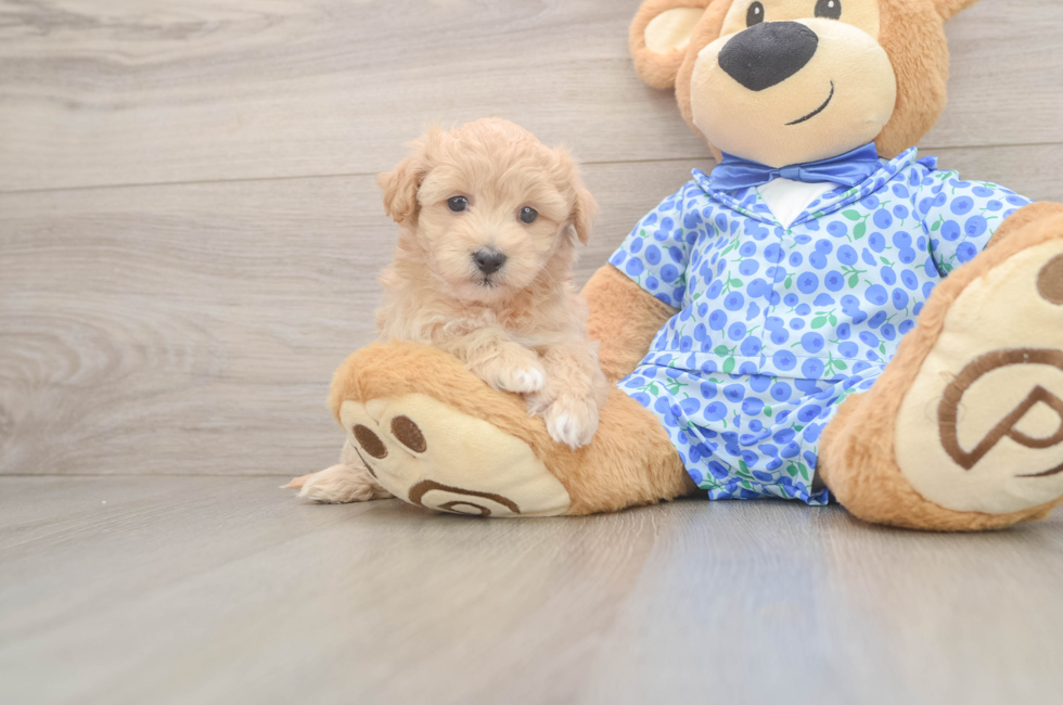 5 week old Maltipoo Puppy For Sale - Seaside Pups