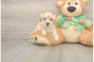 Best Maltipoo Baby