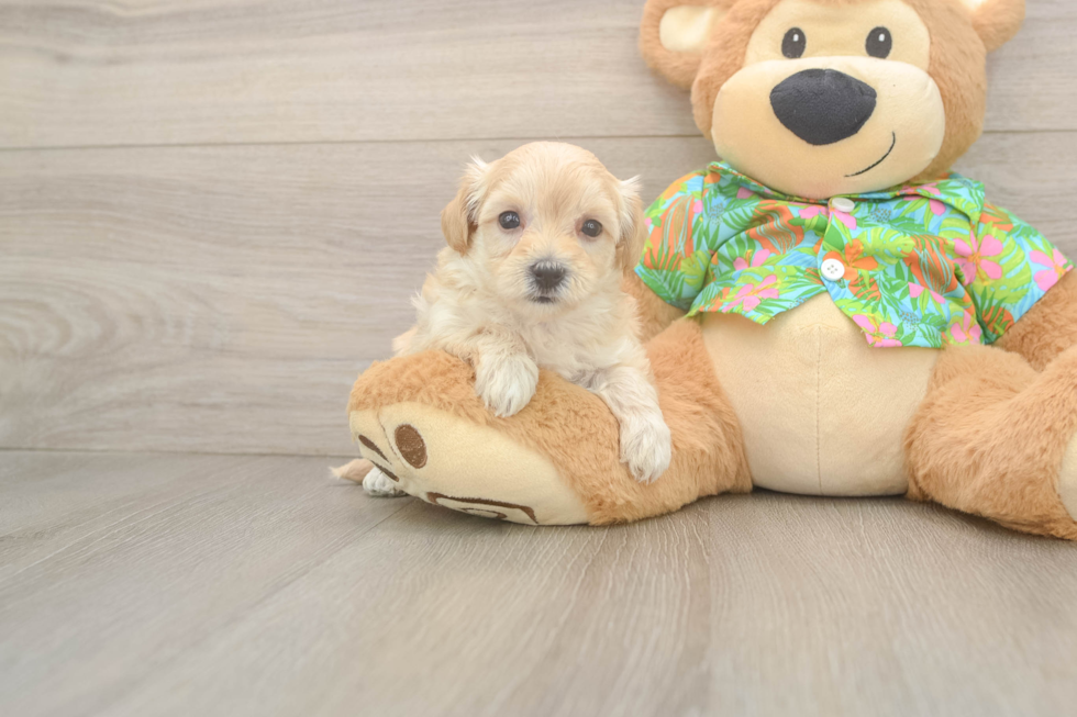 Best Maltipoo Baby