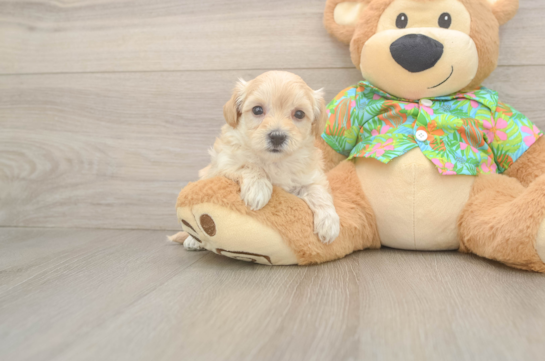 Best Maltipoo Baby
