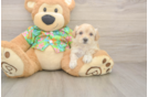 Maltipoo Pup Being Cute