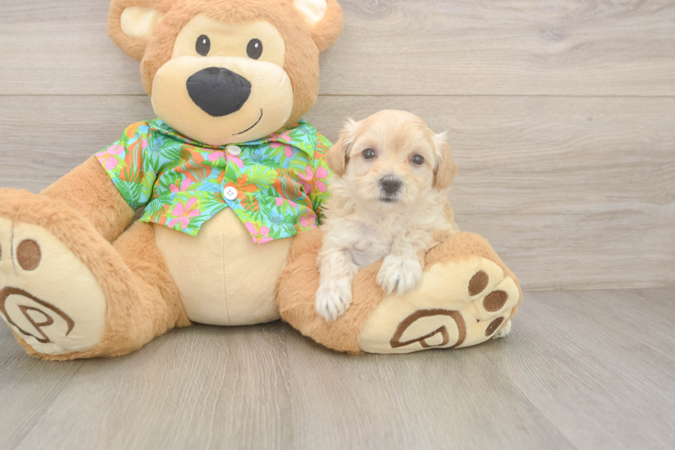 Maltipoo Pup Being Cute