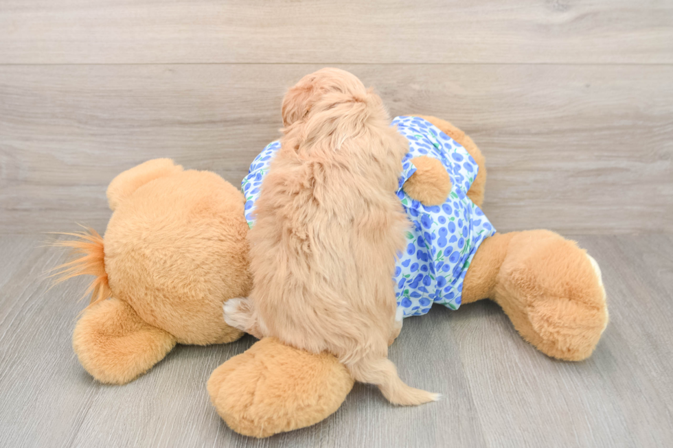 Maltipoo Puppy for Adoption