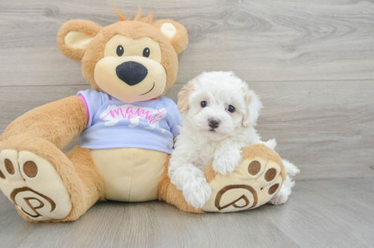 Maltipoo Pup Being Cute