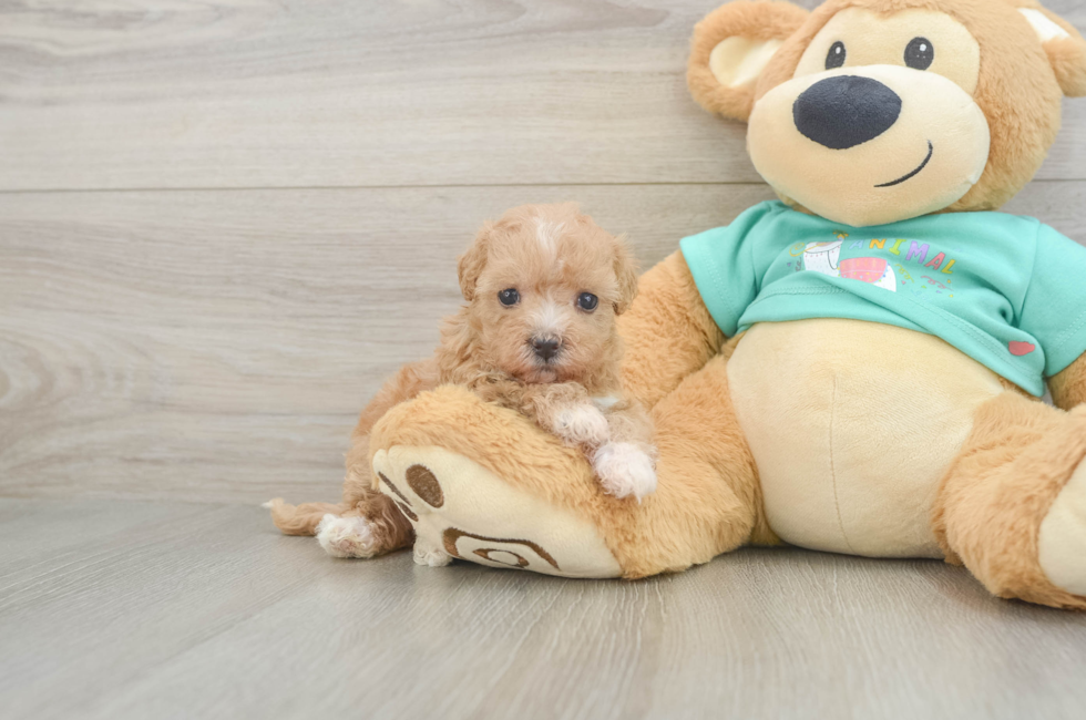 5 week old Maltipoo Puppy For Sale - Seaside Pups