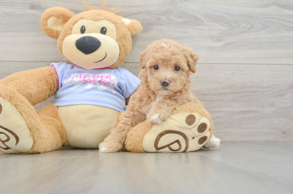5 week old Maltipoo Puppy For Sale - Seaside Pups