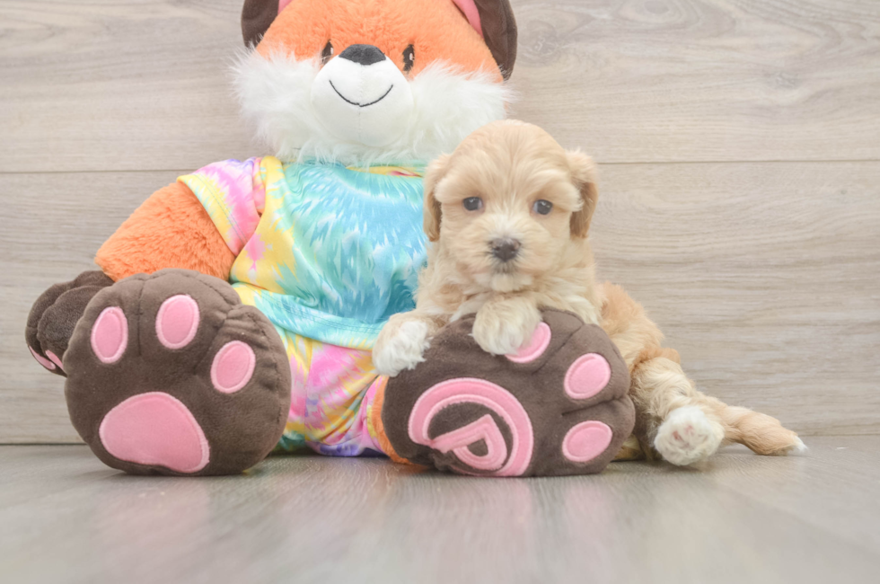 5 week old Maltipoo Puppy For Sale - Seaside Pups