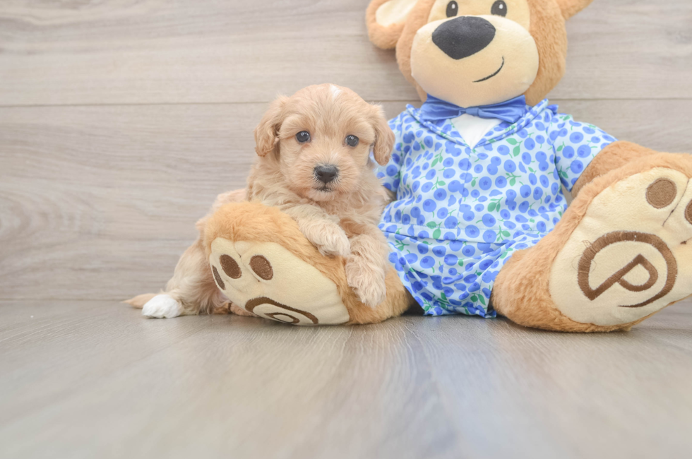 5 week old Maltipoo Puppy For Sale - Seaside Pups