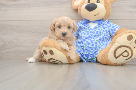 Best Maltipoo Baby