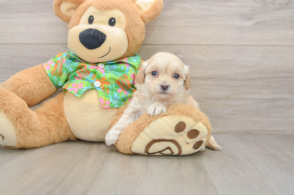Smart Maltipoo Poodle Mix Pup