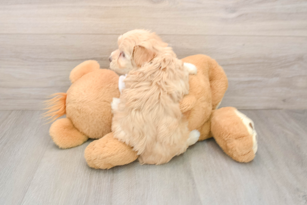 Petite Maltipoo Poodle Mix Pup