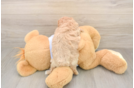 Happy Maltipoo Baby
