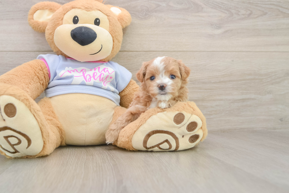 Fluffy Maltipoo Poodle Mix Pup