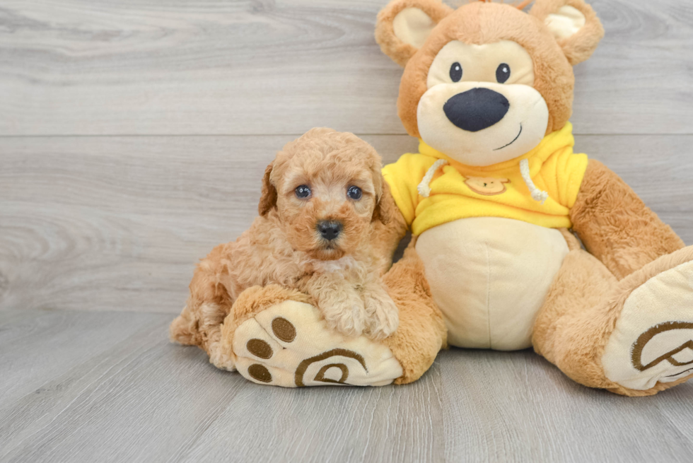 Smart Maltipoo Poodle Mix Pup