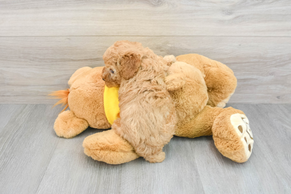 Maltipoo Pup Being Cute