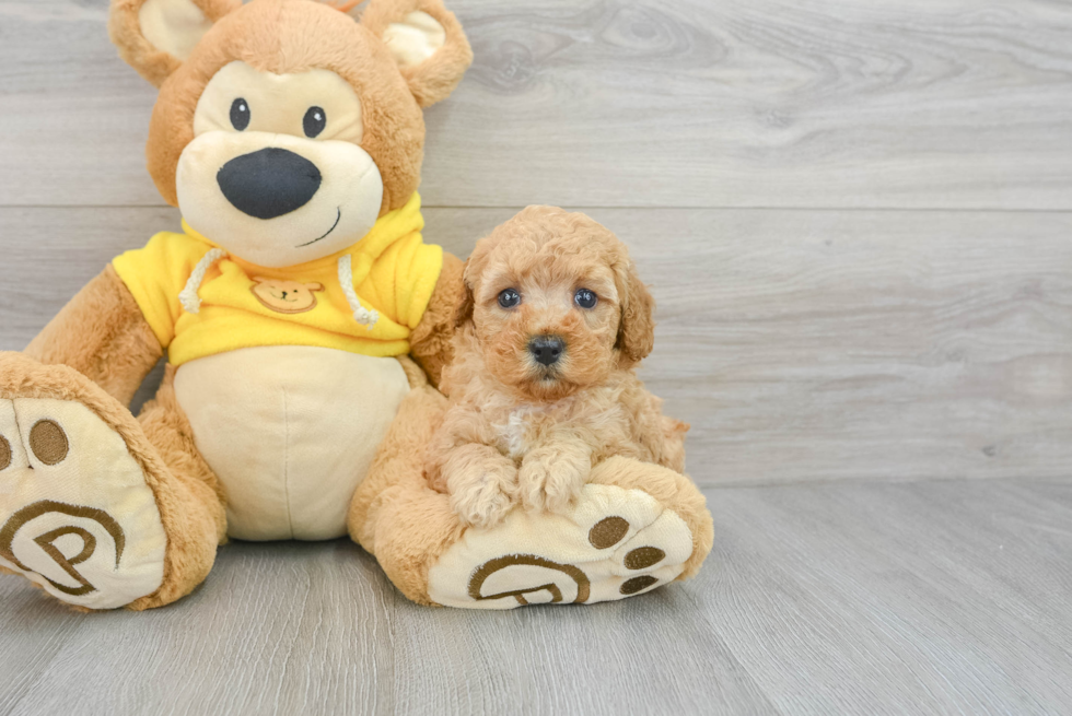 Maltipoo Pup Being Cute