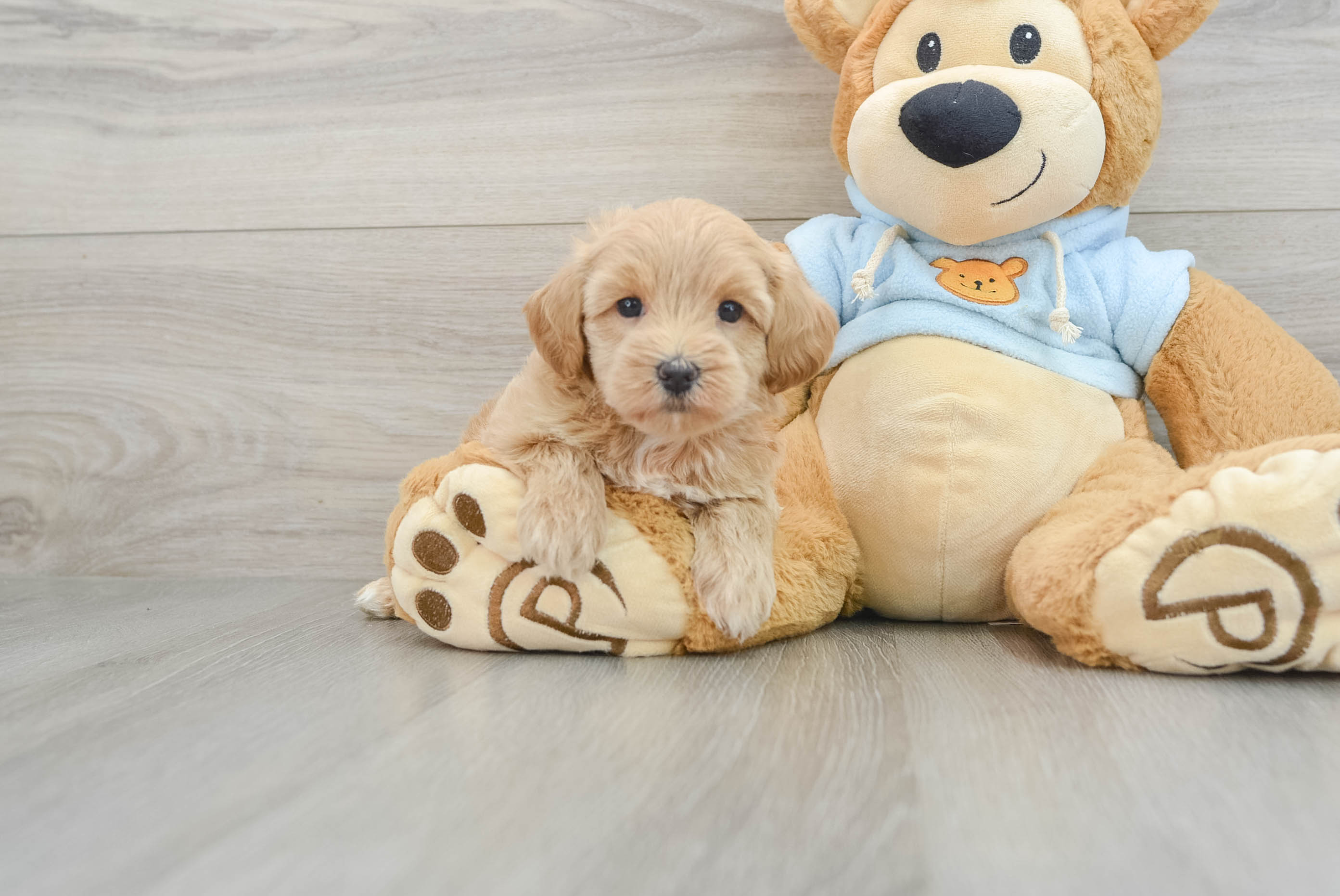 Maltipoo Hadley: 2lb 2oz Doodle Puppy