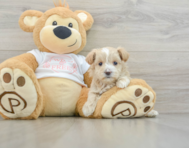 8 week old Maltipoo Puppy For Sale - Seaside Pups