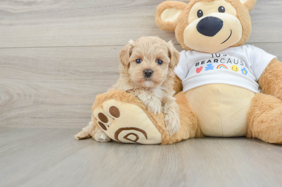 6 week old Maltipoo Puppy For Sale - Seaside Pups