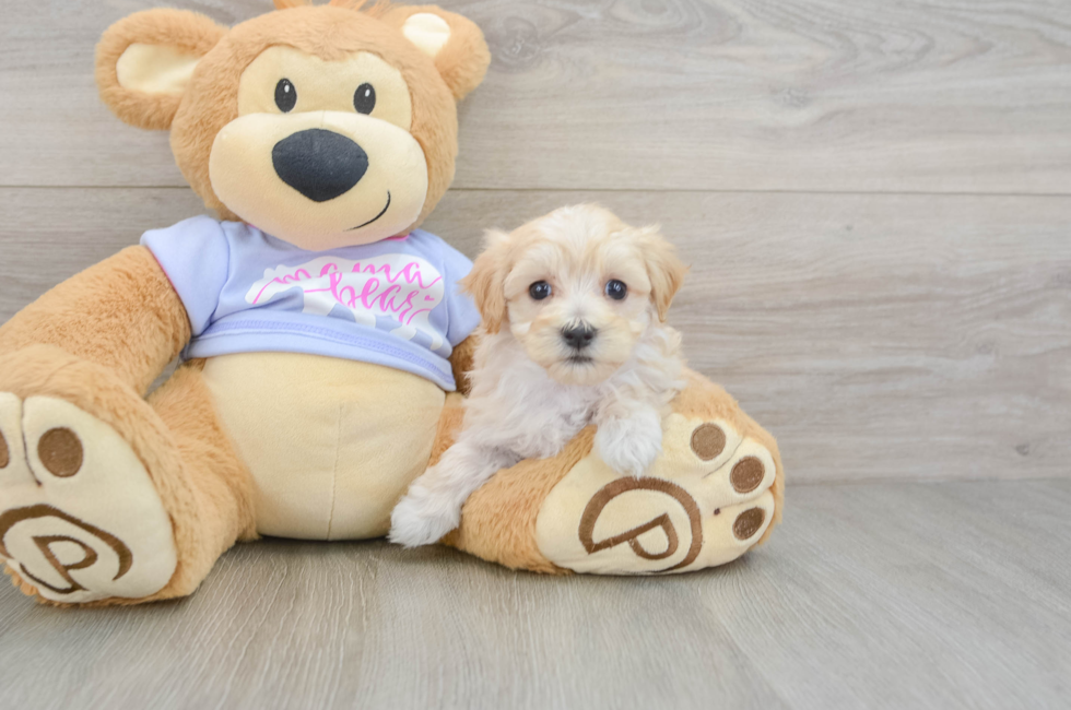 6 week old Maltipoo Puppy For Sale - Seaside Pups