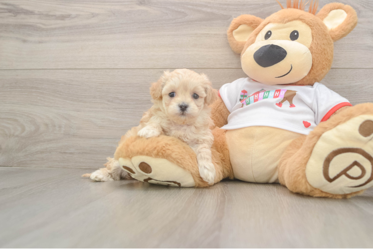 Maltipoo Puppy for Adoption